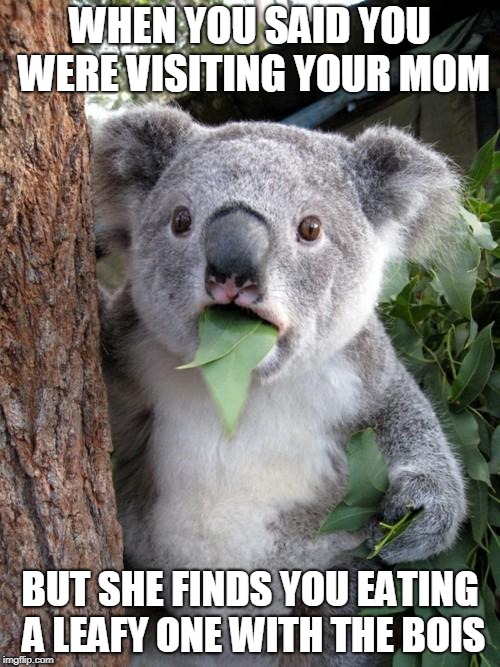 Surprised Koala | WHEN YOU SAID YOU WERE VISITING YOUR MOM; BUT SHE FINDS YOU EATING A LEAFY ONE WITH THE BOIS | image tagged in memes,surprised koala | made w/ Imgflip meme maker