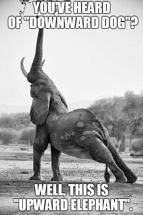 YOU'VE HEARD OF "DOWNWARD DOG"? WELL, THIS IS "UPWARD ELEPHANT". | image tagged in upward elephant | made w/ Imgflip meme maker