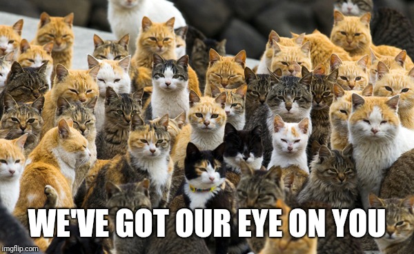 Aoshima cat island | WE'VE GOT OUR EYE ON YOU | image tagged in aoshima cat island | made w/ Imgflip meme maker