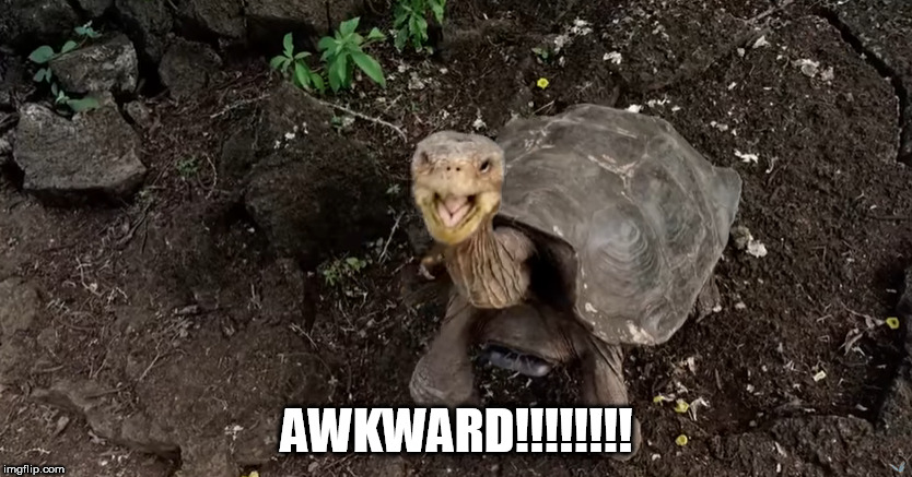 Awkward Interrupting Turtle!   | AWKWARD!!!!!!!! | made w/ Imgflip meme maker