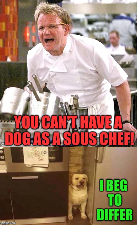 Well, he'll keep the floor clean at least. | YOU CAN'T HAVE A DOG AS A SOUS CHEF! I BEG TO DIFFER | image tagged in chef gordon ramsay,sous chef,dog,memes,funny | made w/ Imgflip meme maker