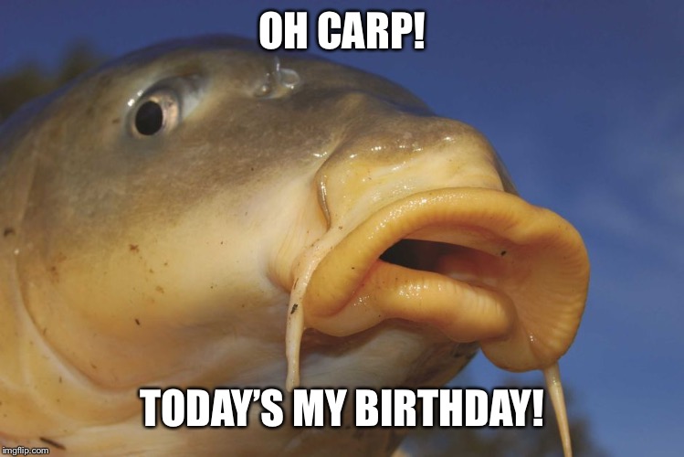 Carp | OH CARP! TODAY’S MY BIRTHDAY! | image tagged in carp | made w/ Imgflip meme maker