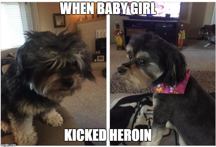 Baby Girl | WHEN BABY GIRL; KICKED HEROIN | image tagged in dog pics | made w/ Imgflip meme maker