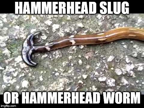HAMMERHEAD SLUG OR HAMMERHEAD WORM | made w/ Imgflip meme maker