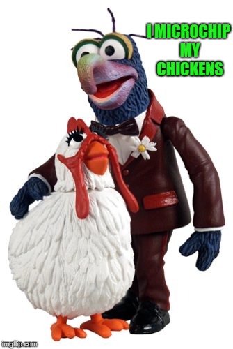 I MICROCHIP MY CHICKENS | image tagged in gonzo | made w/ Imgflip meme maker