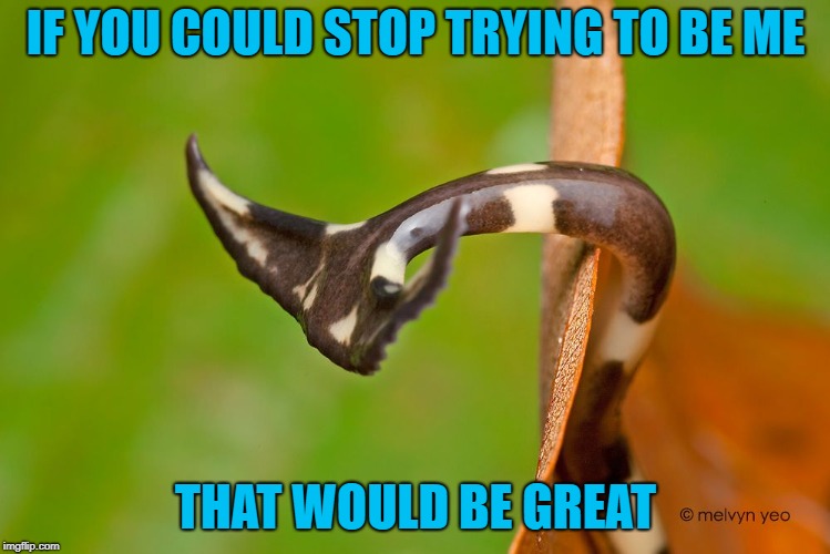 For real...anyone know what kind of snake this is? Imgflip