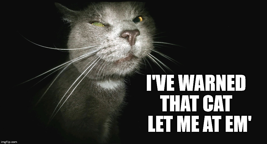 Stalker Cat | I'VE WARNED THAT CAT   LET ME AT EM' | image tagged in stalker cat | made w/ Imgflip meme maker