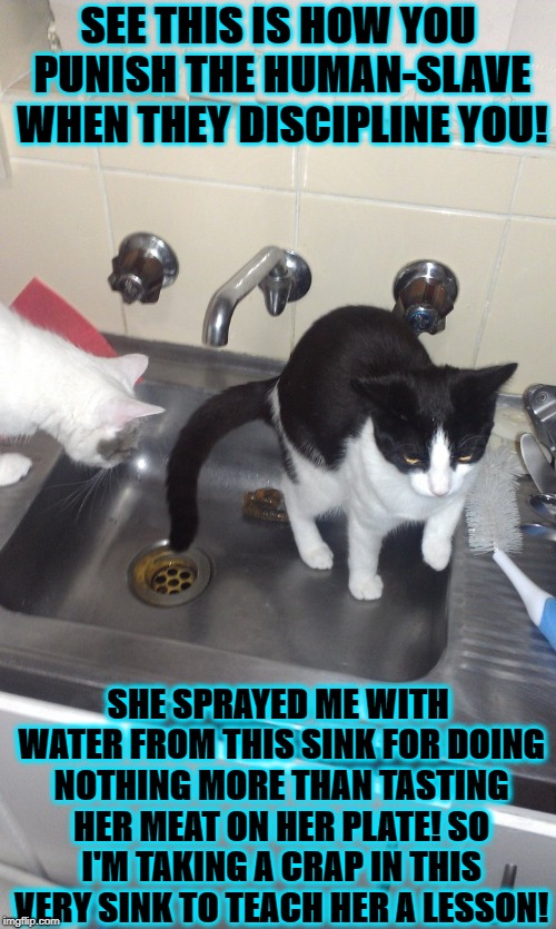 SEE THIS IS HOW YOU PUNISH THE HUMAN-SLAVE WHEN THEY DISCIPLINE YOU! SHE SPRAYED ME WITH WATER FROM THIS SINK FOR DOING NOTHING MORE THAN TASTING HER MEAT ON HER PLATE! SO I'M TAKING A CRAP IN THIS VERY SINK TO TEACH HER A LESSON! | image tagged in punish the human | made w/ Imgflip meme maker