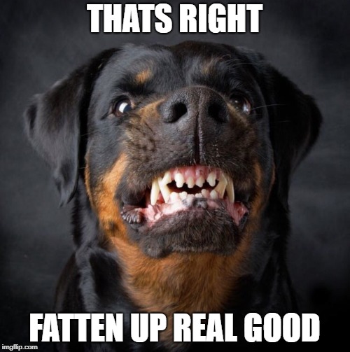 Rottweiler | THATS RIGHT FATTEN UP REAL GOOD | image tagged in rottweiler | made w/ Imgflip meme maker