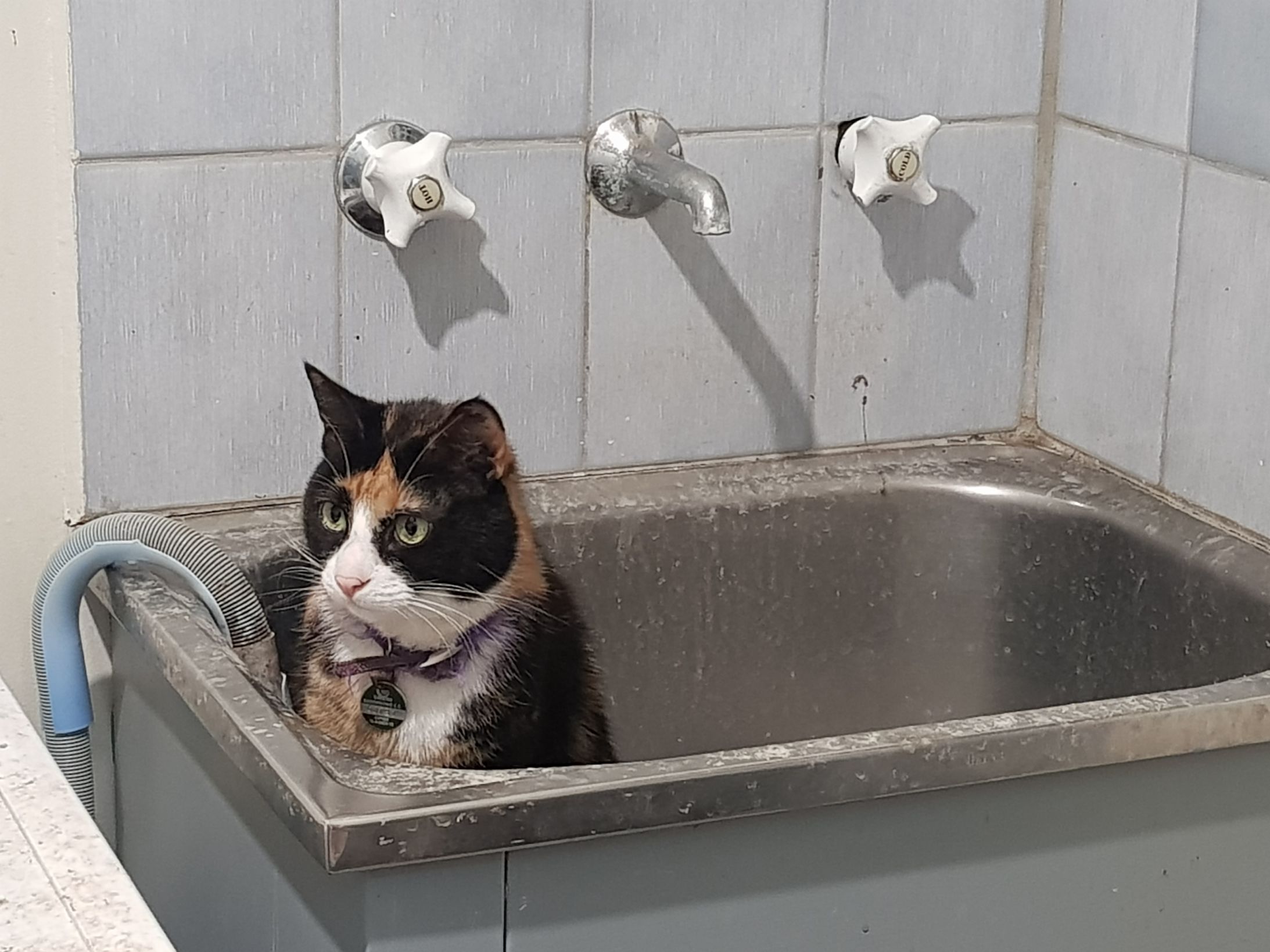 High Quality Sink Cat Blank Meme Template