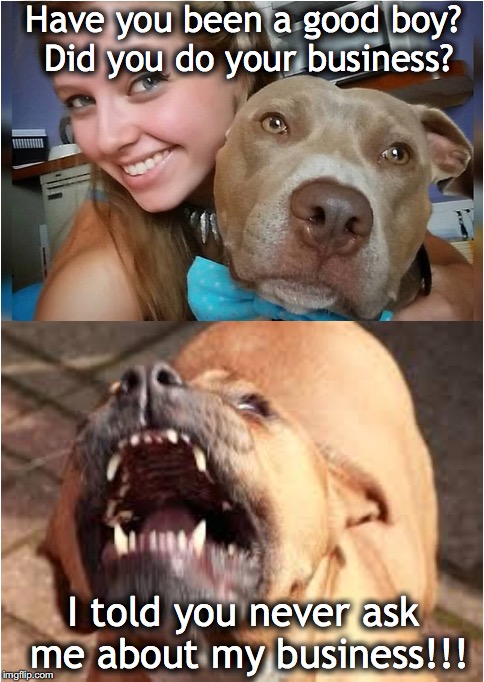 Former Owner Serving Life-Sentence | Have you been a good boy? Did you do your business? I told you never ask me about my business!!! | image tagged in pitbull,poop,mafia | made w/ Imgflip meme maker