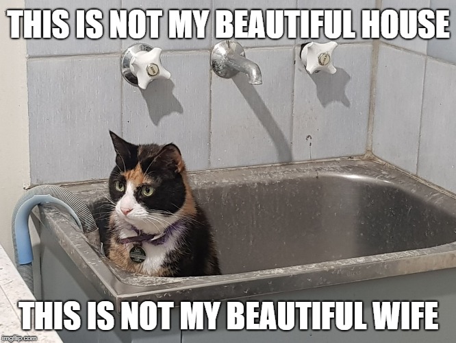 Sink Cat | THIS IS NOT MY BEAUTIFUL HOUSE; THIS IS NOT MY BEAUTIFUL WIFE | image tagged in sink cat | made w/ Imgflip meme maker