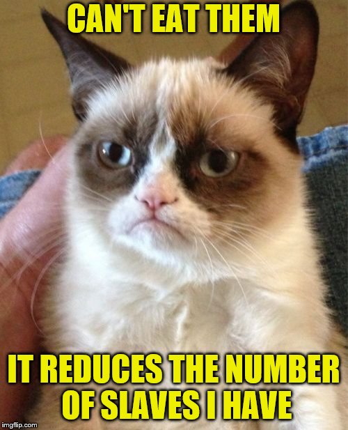 Grumpy Cat Meme | CAN'T EAT THEM IT REDUCES THE NUMBER OF SLAVES I HAVE | image tagged in memes,grumpy cat | made w/ Imgflip meme maker