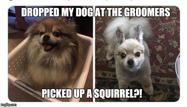 Dog/Squirrel | DROPPED MY DOG AT THE GROOMERS; PICKED UP A SQUIRREL?! | image tagged in funny dog,funny squirrel,funny dog groomer | made w/ Imgflip meme maker