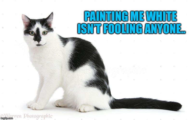 Preparing for Friday the 13th | PAINTING ME WHITE ISN’T FOOLING ANYONE.. | image tagged in friday the 13th,black cat,superstition,funny meme,funny cats | made w/ Imgflip meme maker
