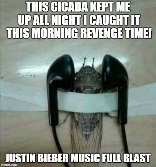 cicada revenge | THIS CICADA KEPT ME UP ALL NIGHT I CAUGHT IT THIS MORNING REVENGE TIME! JUSTIN BIEBER MUSIC FULL BLAST | image tagged in cicada,revenge,ear buds | made w/ Imgflip meme maker