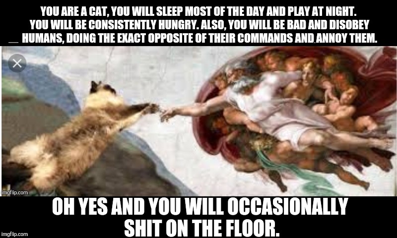 God Creates Cats | YOU ARE A CAT, YOU WILL SLEEP MOST OF THE DAY AND PLAY AT NIGHT. YOU WILL BE CONSISTENTLY HUNGRY. ALSO, YOU WILL BE BAD AND DISOBEY HUMANS, DOING THE EXACT OPPOSITE OF THEIR COMMANDS AND ANNOY THEM. OH YES AND YOU WILL OCCASIONALLY SHIT ON THE FLOOR. | image tagged in cats,god,creationism | made w/ Imgflip meme maker