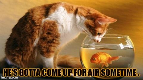 image tagged in funny,cats,fish | made w/ Imgflip meme maker