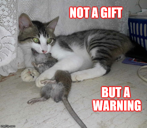 cat mouse gift | NOT A GIFT; BUT A WARNING | image tagged in cat mouse gift | made w/ Imgflip meme maker