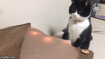 ._. | image tagged in gifs,memes,cats | made w/ Imgflip video-to-gif maker