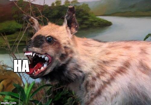 Haha Hyena | HA | image tagged in haha hyena | made w/ Imgflip meme maker