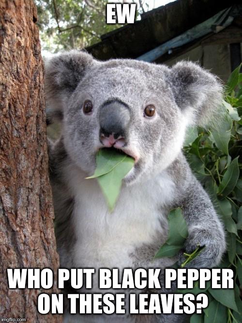 Surprised Koala Meme | EW; WHO PUT BLACK PEPPER ON THESE LEAVES? | image tagged in memes,surprised koala | made w/ Imgflip meme maker