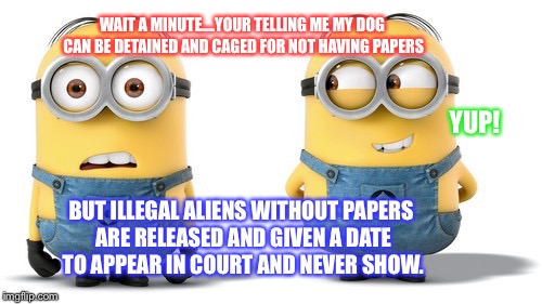 WAIT A MINUTE....YOUR TELLING ME MY DOG CAN BE DETAINED AND CAGED FOR NOT HAVING PAPERS; YUP! BUT ILLEGAL ALIENS WITHOUT PAPERS ARE RELEASED AND GIVEN A DATE TO APPEAR IN COURT AND NEVER SHOW. | image tagged in minions | made w/ Imgflip meme maker