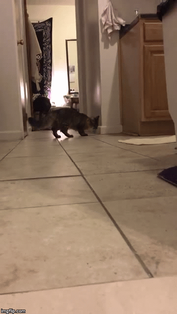 catfetch | image tagged in gifs,cats | made w/ Imgflip video-to-gif maker