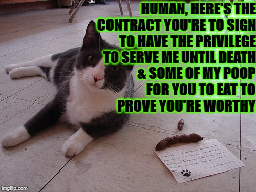 HUMAN, HERE'S THE CONTRACT YOU'RE TO SIGN TO HAVE THE PRIVILEGE TO SERVE ME UNTIL DEATH; & SOME OF MY POOP FOR YOU TO EAT TO PROVE YOU'RE WORTHY | image tagged in supreme turd cat | made w/ Imgflip meme maker