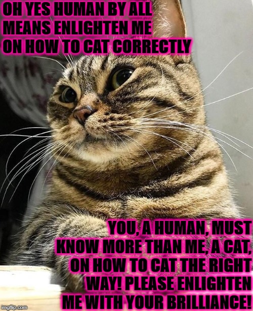 OH YES HUMAN BY ALL MEANS ENLIGHTEN ME ON HOW TO CAT CORRECTLY; YOU, A HUMAN, MUST KNOW MORE THAN ME, A CAT, ON HOW TO CAT THE RIGHT WAY! PLEASE ENLIGHTEN ME WITH YOUR BRILLIANCE! | image tagged in mr sarcasm cat | made w/ Imgflip meme maker