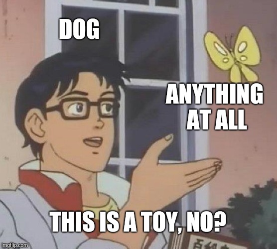 Is This A Pigeon | DOG; ANYTHING AT ALL; THIS IS A TOY, NO? | image tagged in memes,is this a pigeon | made w/ Imgflip meme maker