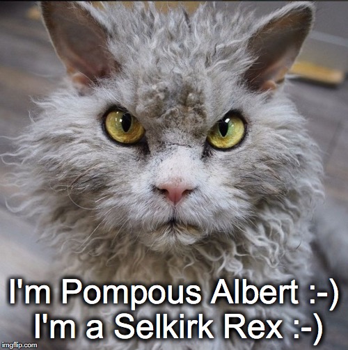Pompous Albert | I'm Pompous Albert :-) I'm a Selkirk Rex :-) | image tagged in pompous albert | made w/ Imgflip meme maker