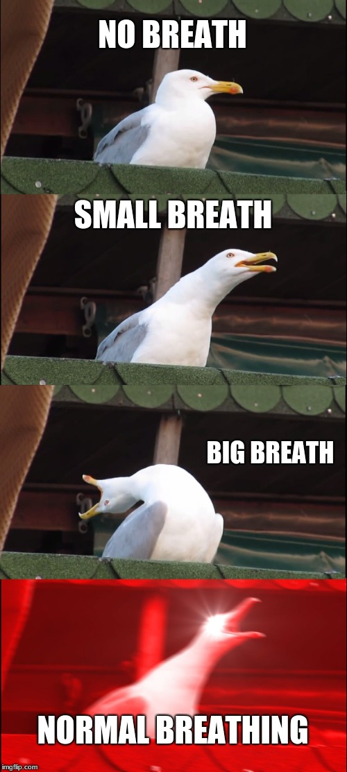 Inhaling Seagull Meme | NO BREATH; SMALL BREATH; BIG BREATH; NORMAL BREATHING | image tagged in memes,inhaling seagull | made w/ Imgflip meme maker