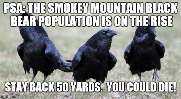PSA: THE SMOKEY MOUNTAIN BLACK BEAR POPULATION IS ON THE RISE; STAY BACK 50 YARDS.  YOU COULD DIE! | image tagged in psa | made w/ Imgflip meme maker