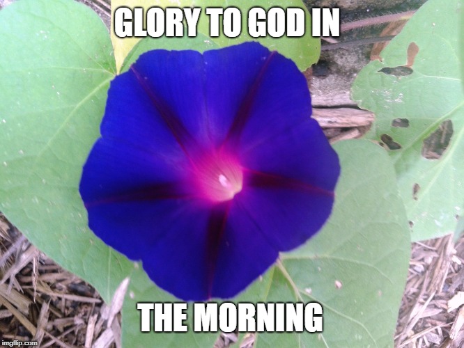 Glory to God | GLORY TO GOD IN; THE MORNING | image tagged in god,glory,morning,morning glory | made w/ Imgflip meme maker