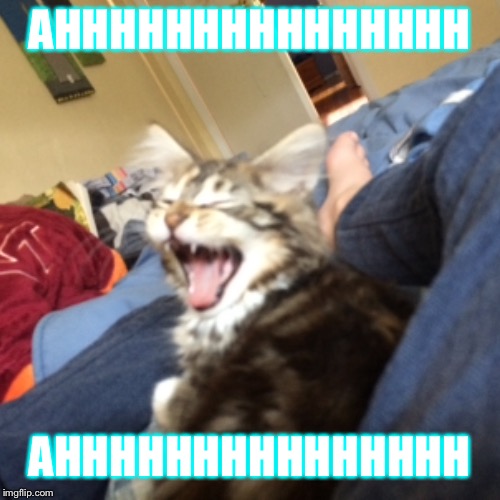 Cat Screaming | AHHHHHHHHHHHHHHH; AHHHHHHHHHHHHHHH | image tagged in ahhhh,abbyahhh,cats | made w/ Imgflip meme maker