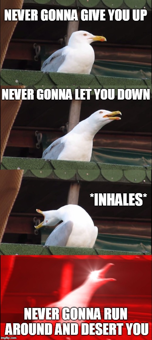 Inhaling Seagull | NEVER GONNA GIVE YOU UP; NEVER GONNA LET YOU DOWN; *INHALES*; NEVER GONNA RUN AROUND AND DESERT YOU | image tagged in memes,inhaling seagull | made w/ Imgflip meme maker