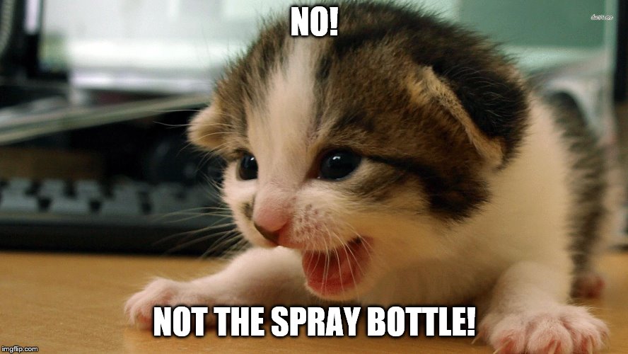 WHY!? | NO! NOT THE SPRAY BOTTLE! | image tagged in cats,scared cat,funny cats | made w/ Imgflip meme maker