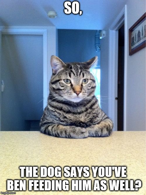 Ahem! | SO, THE DOG SAYS YOU'VE BEN FEEDING HIM AS WELL? | image tagged in cats,take a seat cat | made w/ Imgflip meme maker