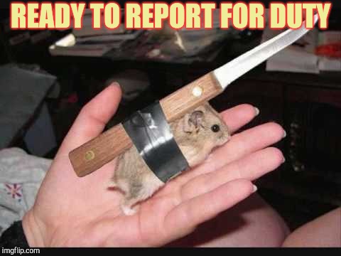 Lock and Load Hamster | READY TO REPORT FOR DUTY | image tagged in lock and load hamster | made w/ Imgflip meme maker