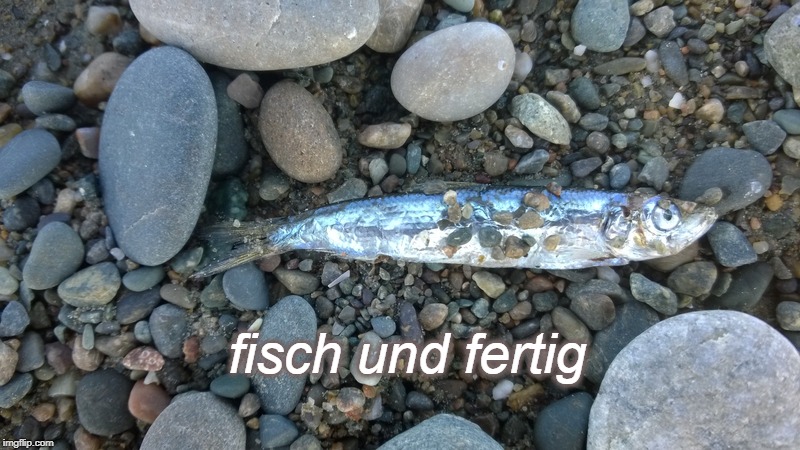 fisch und fertig | fisch und fertig | image tagged in fish,dead,tired | made w/ Imgflip meme maker