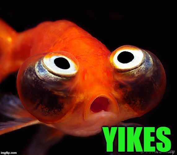 YIKES | image tagged in terrified goldfish | made w/ Imgflip meme maker