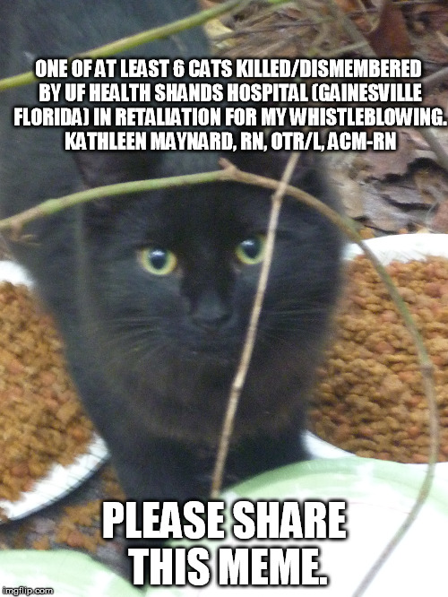 Catkillers at UF Health Shands Hospital | ONE OF AT LEAST 6 CATS KILLED/DISMEMBERED BY UF HEALTH SHANDS HOSPITAL (GAINESVILLE FLORIDA) IN RETALIATION FOR MY WHISTLEBLOWING. KATHLEEN MAYNARD, RN, OTR/L, ACM-RN; PLEASE SHARE THIS MEME. | image tagged in ufhealth ufhealth shands catkillers freemasons whatelsearetheyhiding | made w/ Imgflip meme maker