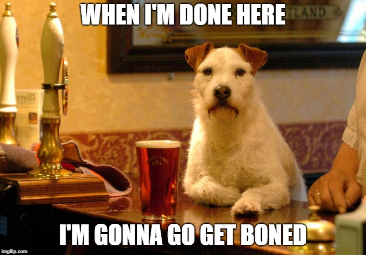A KenJ request | WHEN I'M DONE HERE; I'M GONNA GO GET BONED | image tagged in dog at bar,kenj,dog,drinking,stoned,my templates challenge | made w/ Imgflip meme maker