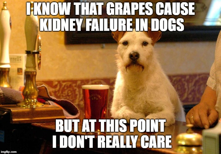 A KenJ request | I KNOW THAT GRAPES CAUSE KIDNEY FAILURE IN DOGS; BUT AT THIS POINT I DON'T REALLY CARE | image tagged in dog at bar,kenj,drinking,dog,grape,my templates challenge | made w/ Imgflip meme maker