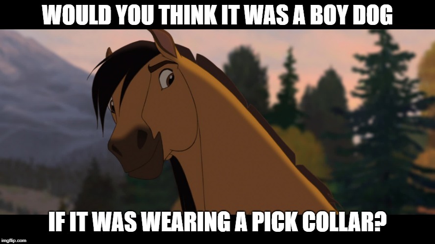 Spirit Approves | WOULD YOU THINK IT WAS A BOY DOG IF IT WAS WEARING A PICK COLLAR? | image tagged in spirit approves | made w/ Imgflip meme maker