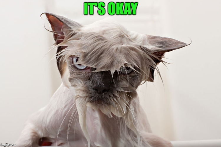 cat | IT'S OKAY | image tagged in cat | made w/ Imgflip meme maker