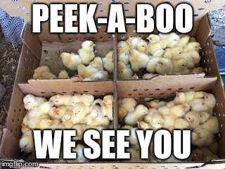 Baby Chicks | PEEK-A-BOO; WE SEE YOU | image tagged in homework | made w/ Imgflip meme maker