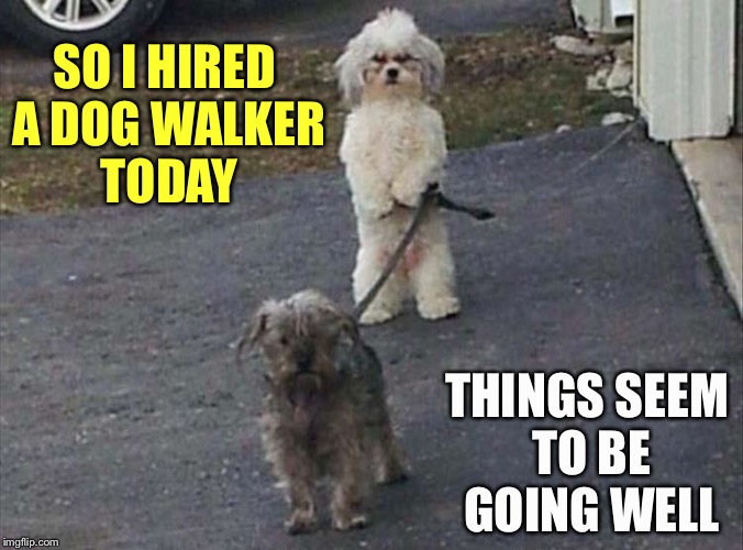 It's a dog's life. | SO I HIRED A DOG WALKER TODAY; THINGS SEEM TO BE GOING WELL | image tagged in dog,walking,memes,funny | made w/ Imgflip meme maker