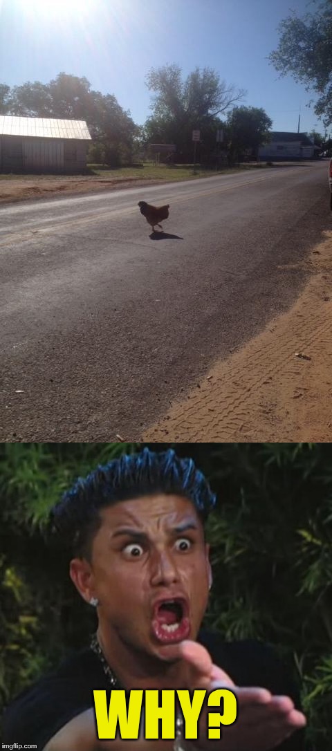 WHY? | image tagged in memes,why did the chicken cross the road,dj pauly d | made w/ Imgflip meme maker